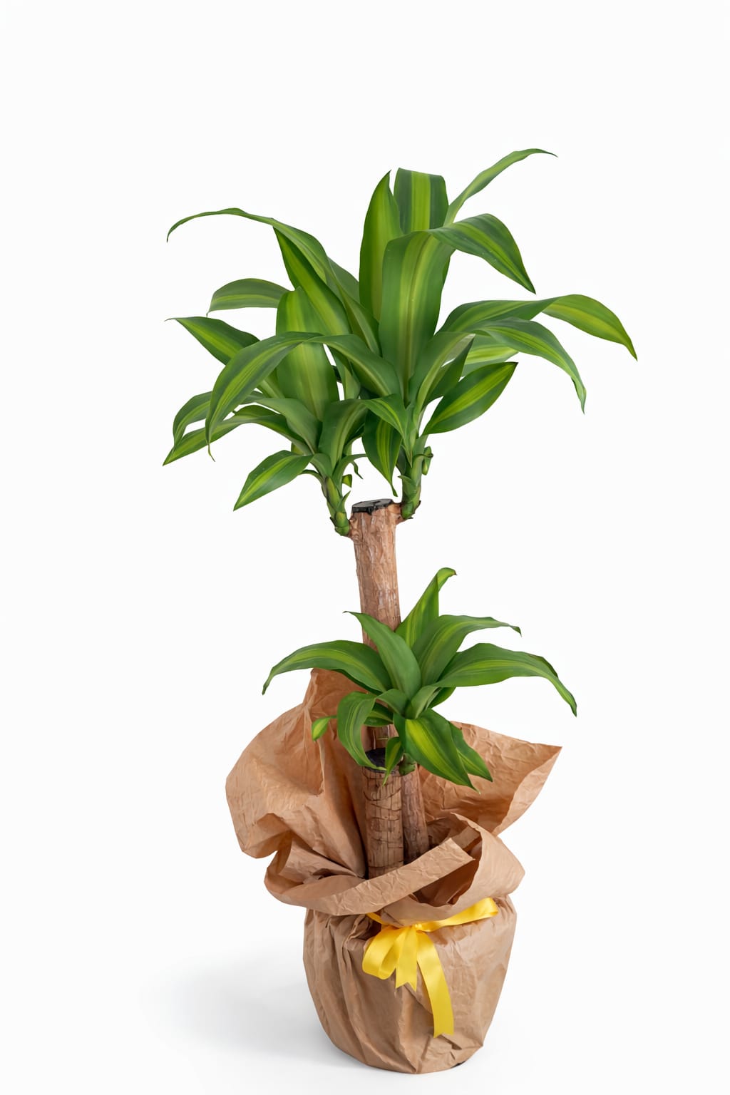 �kili Masengena