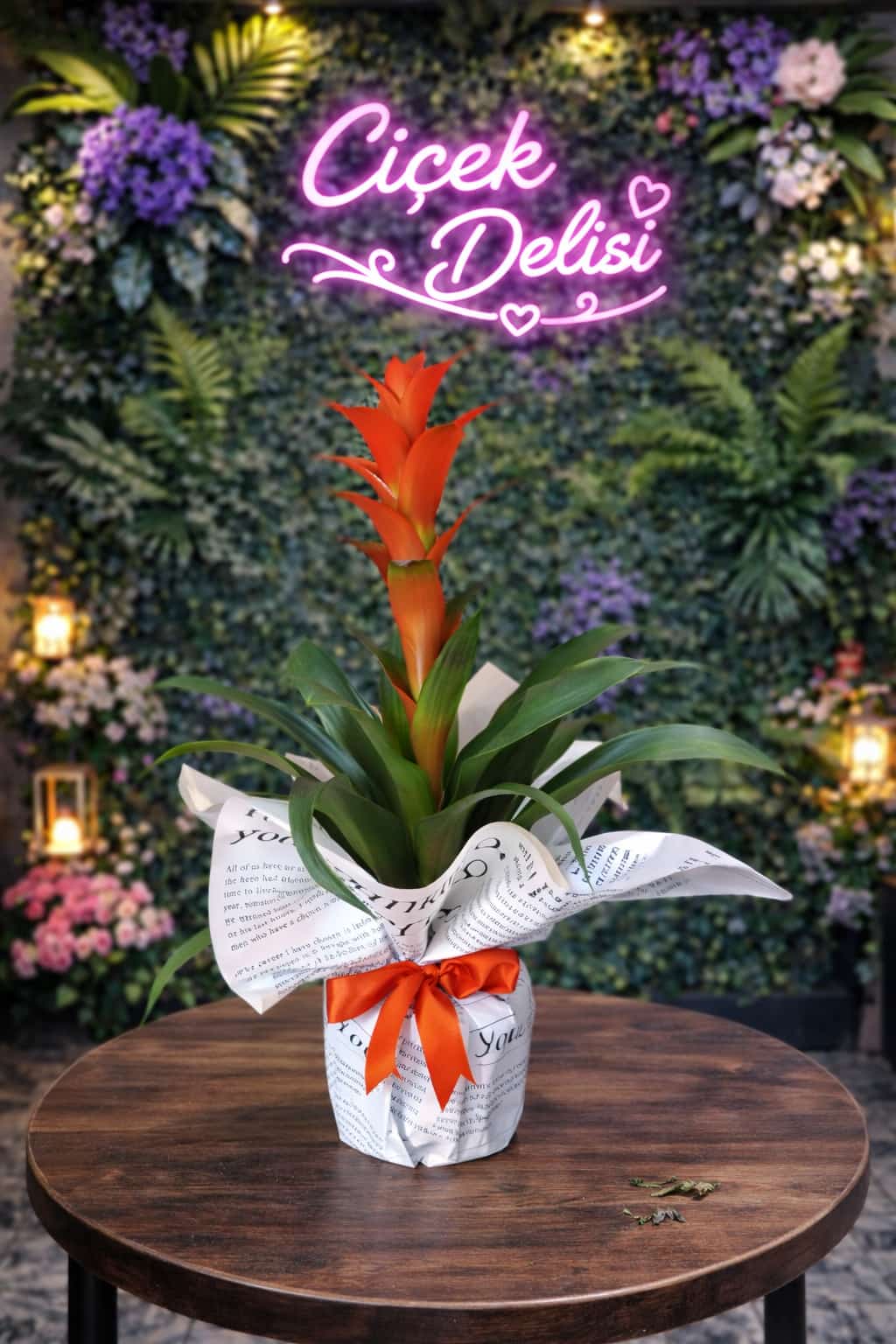 Guzmania
